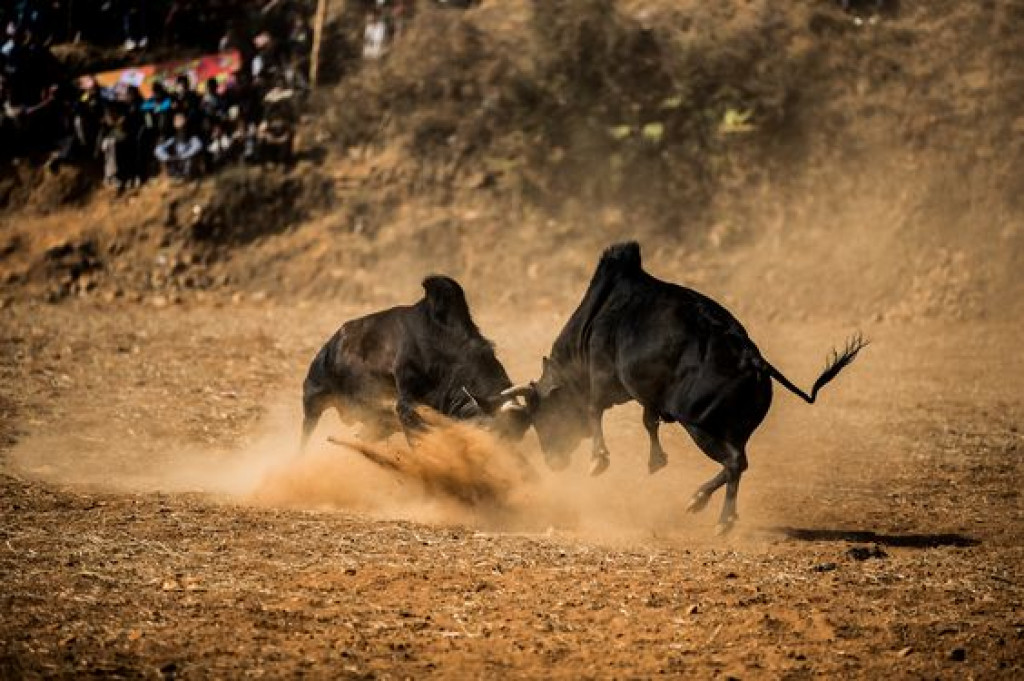 two black oxen fighting and people watching the game behind